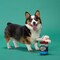 Bark Bark Multicolored Plush Live Bait Bites Dog Toy 1 pk 207733 - alternate 3